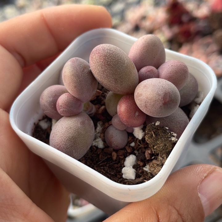 一物一拍满18包邮