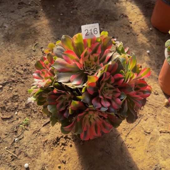 克***想香妃法师4号棚216多肉植物