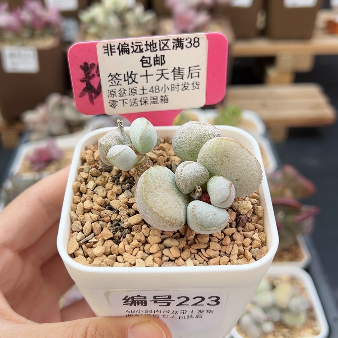 223硬叶白蛋多肉