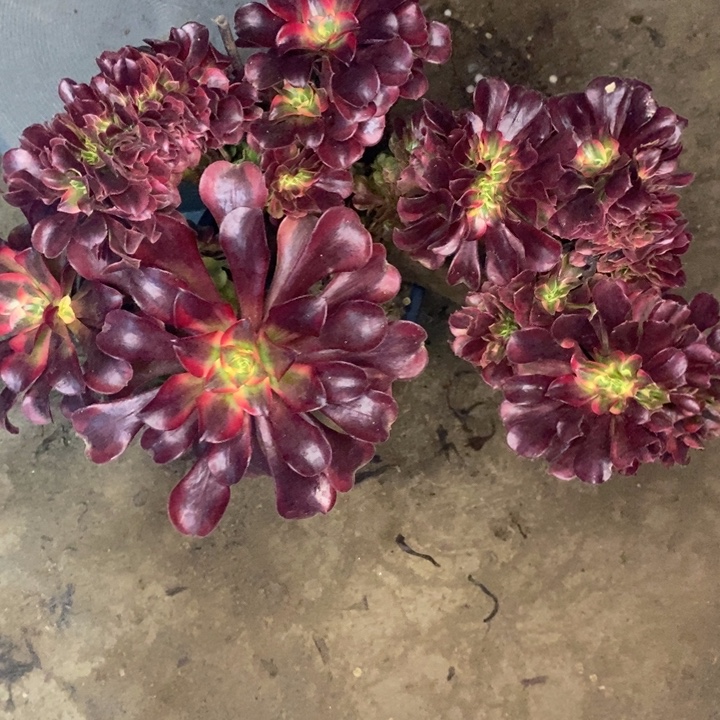 31多肉植物法师法师法师