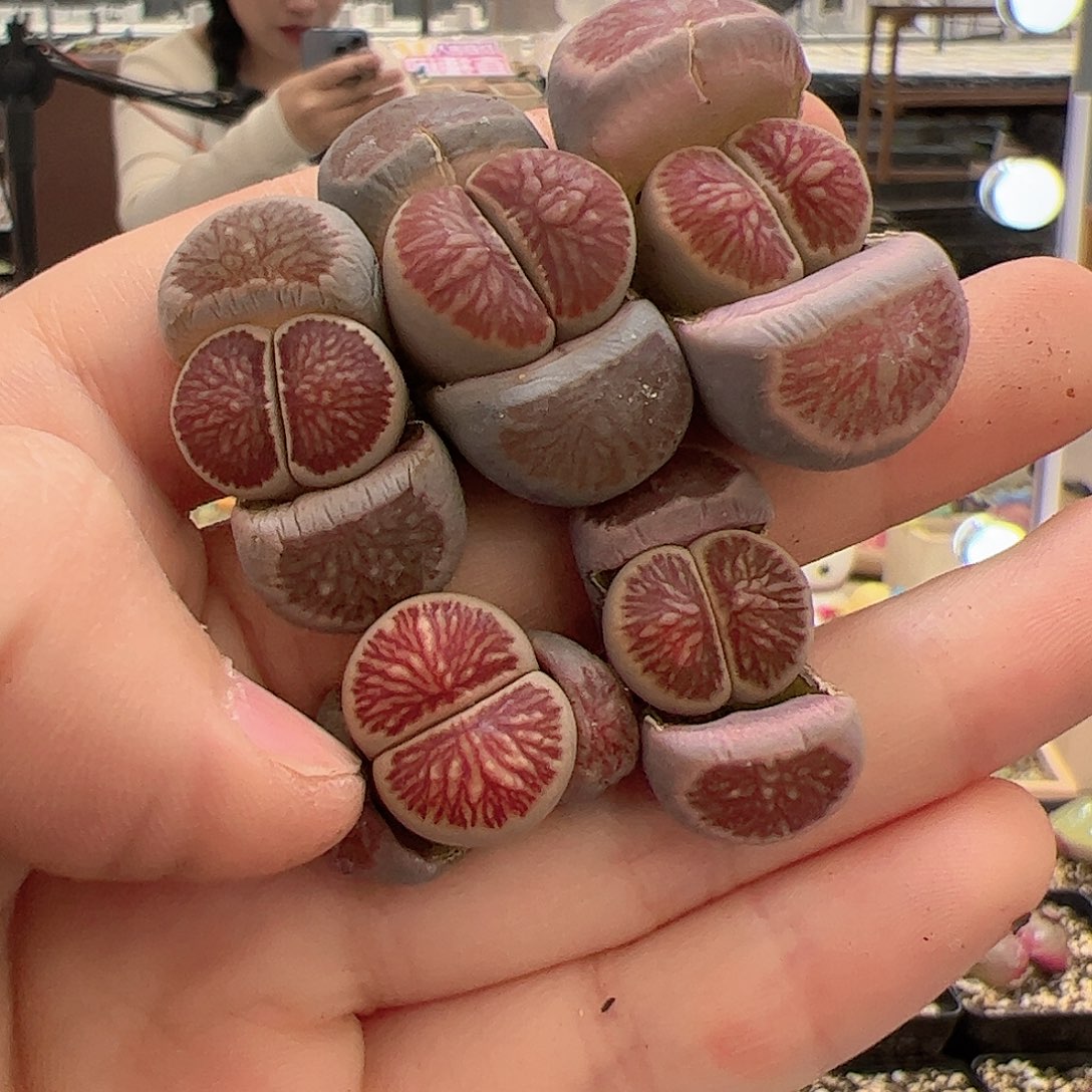 【闪购商品】62 福利 一起