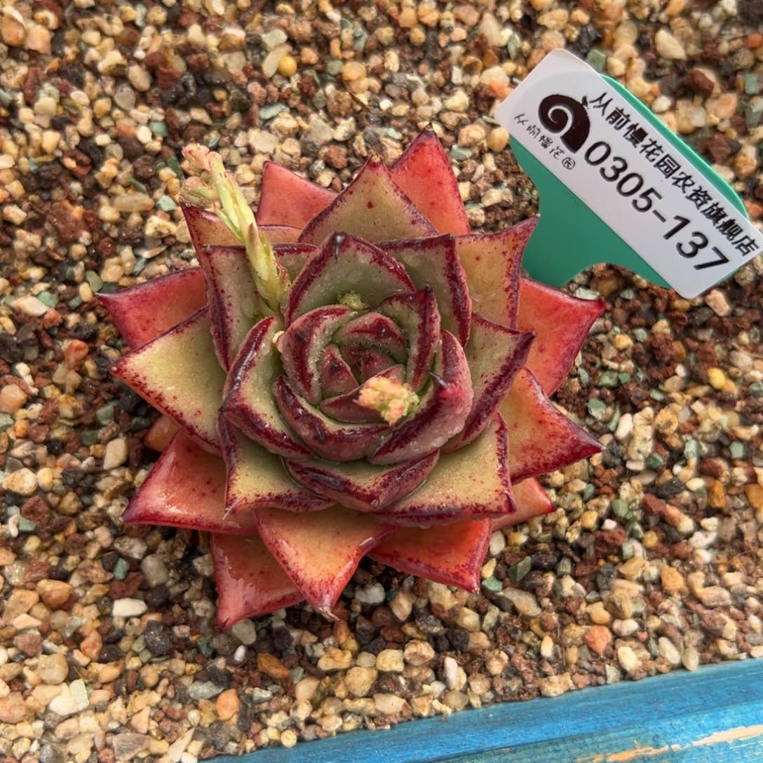 多肉一物一拍0305-137