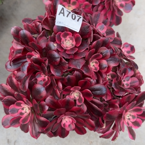 707美杜莎30厘米左右