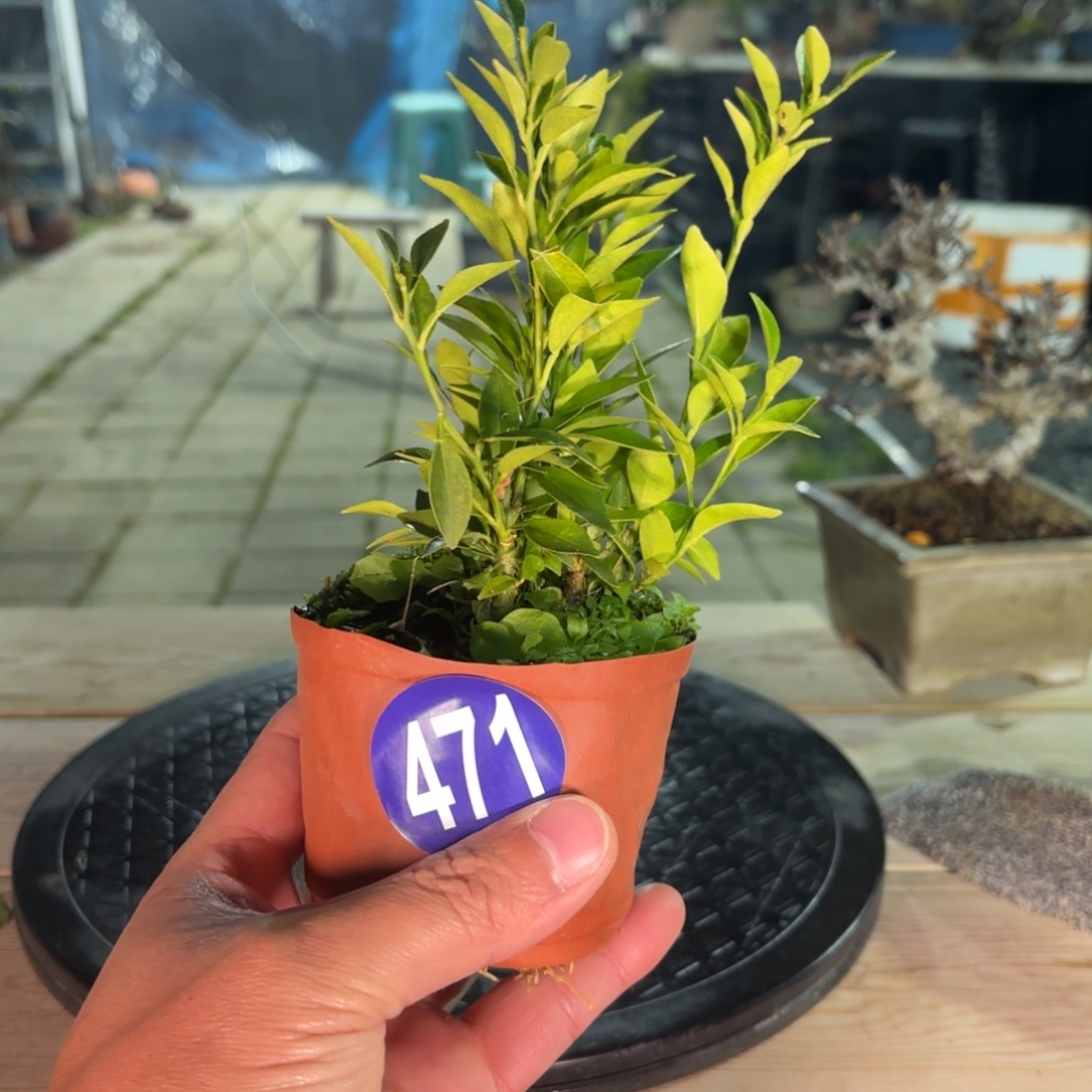 蜡***新全场盆景471号包邮