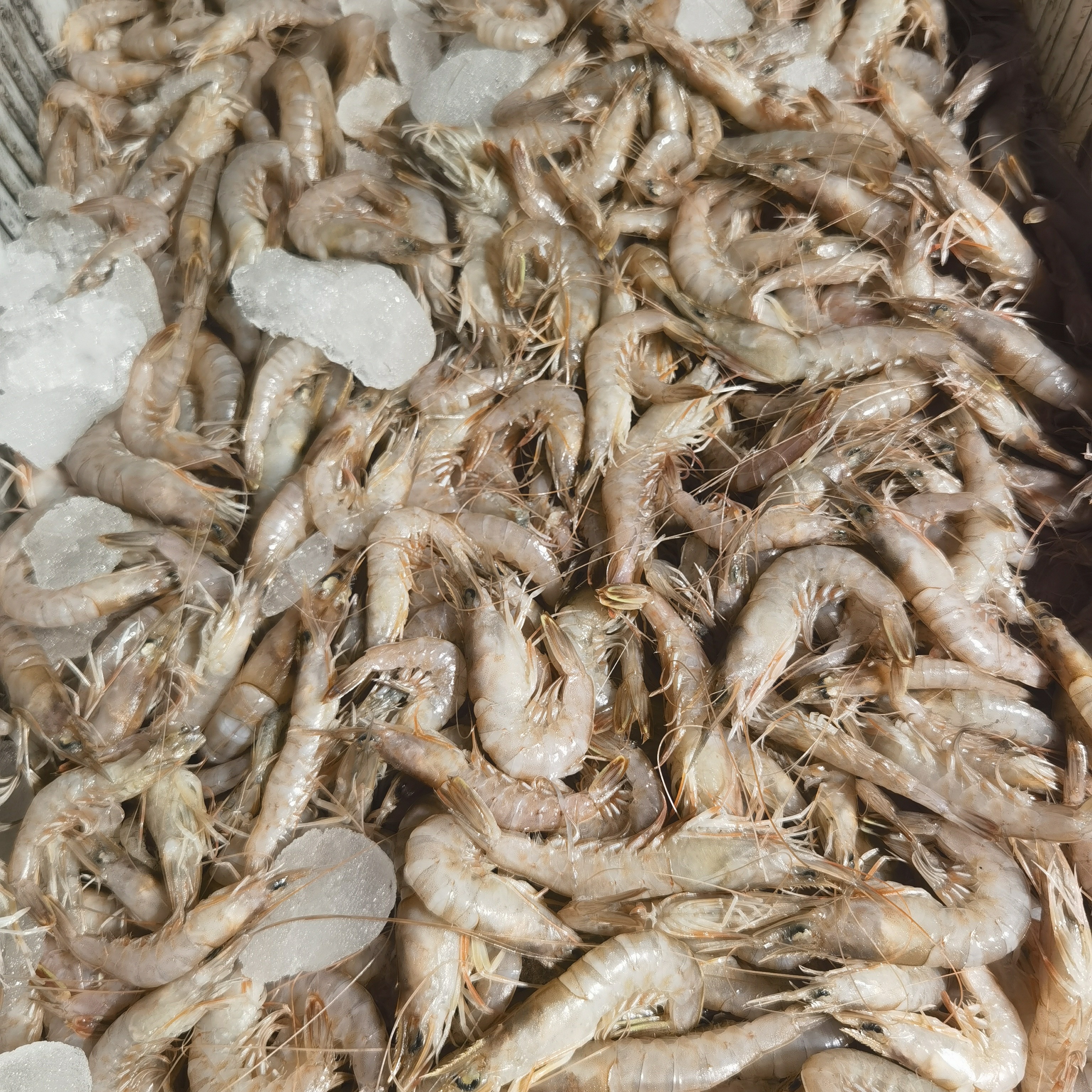 【大连野生海捕灯笼红】顺丰冷链到