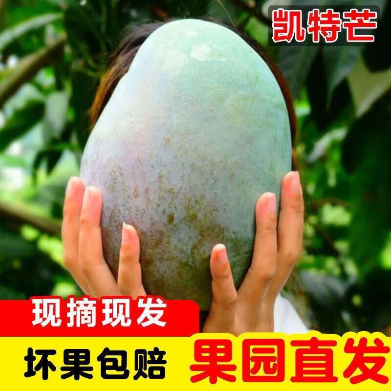 凯特芒四川攀枝花高山老树新鲜现采凯特大芒果核薄肉厚