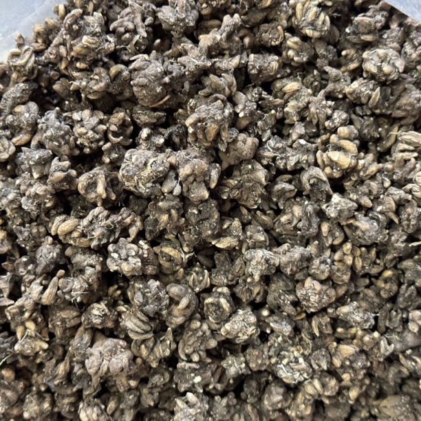 大自然猫猫草·大海干货