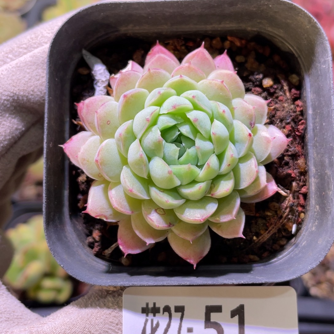 花利美27-51羊脂球