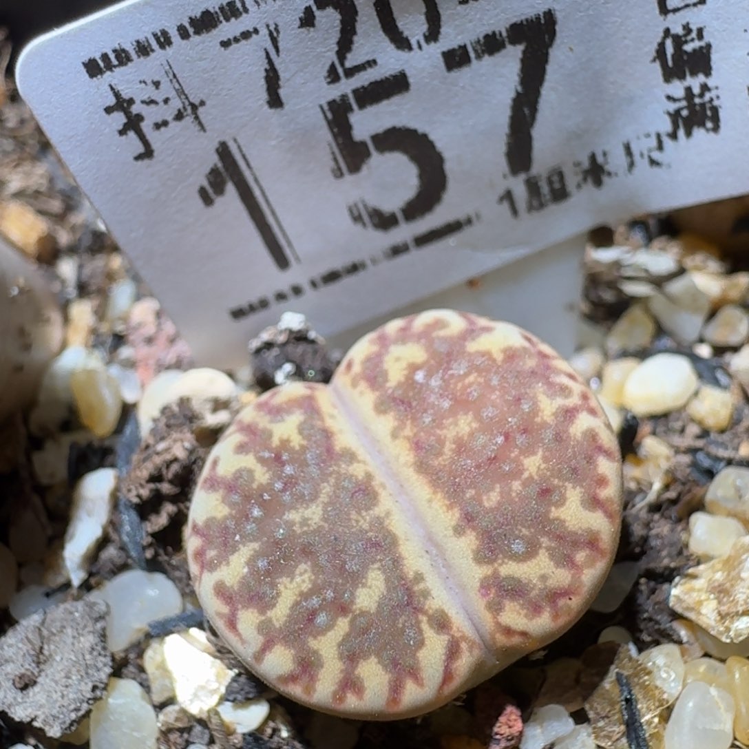 Sss生石花清货157