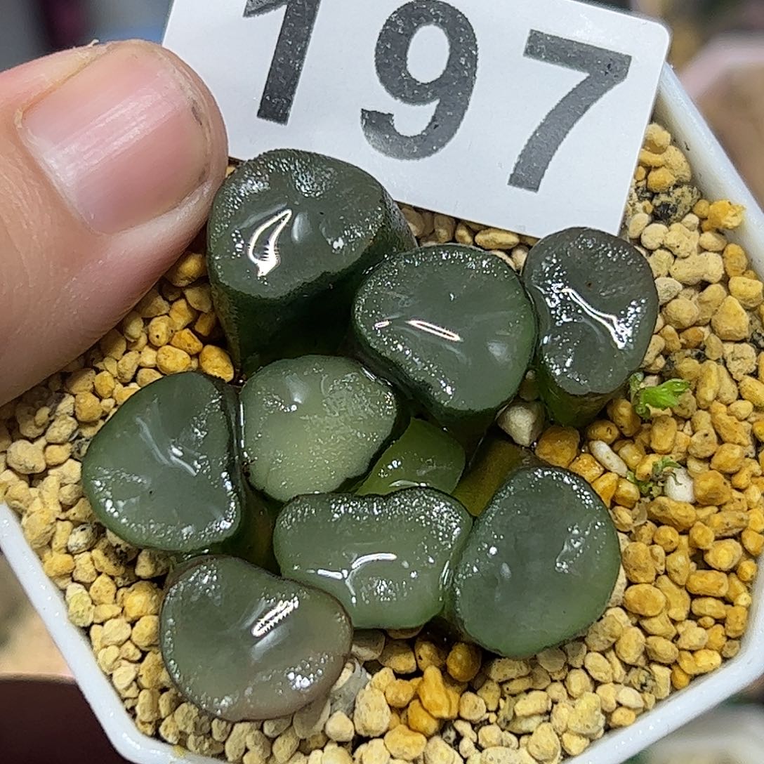 空门万象十二卷多肉植物