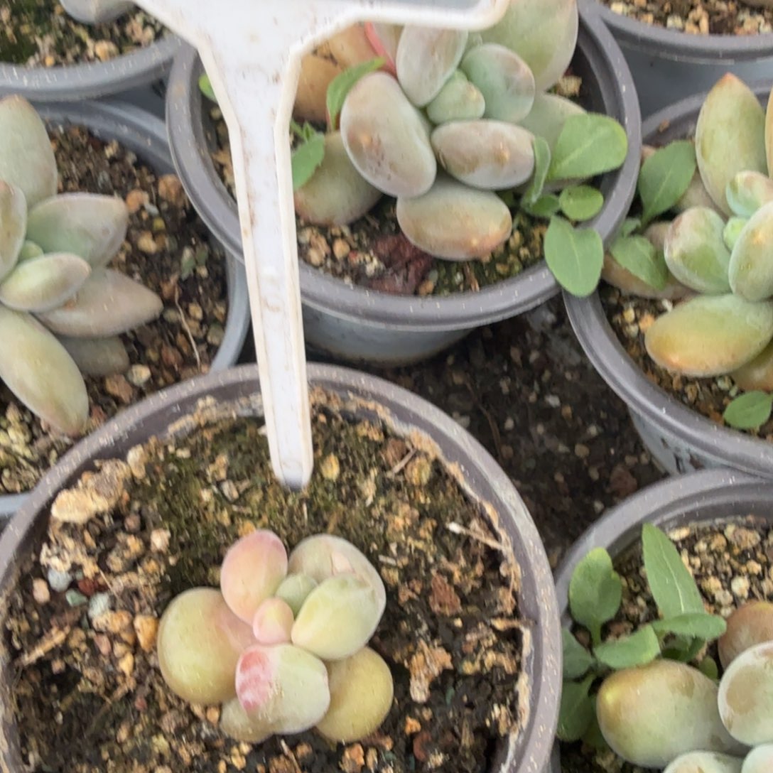 l***.多肉植物漂亮单头663