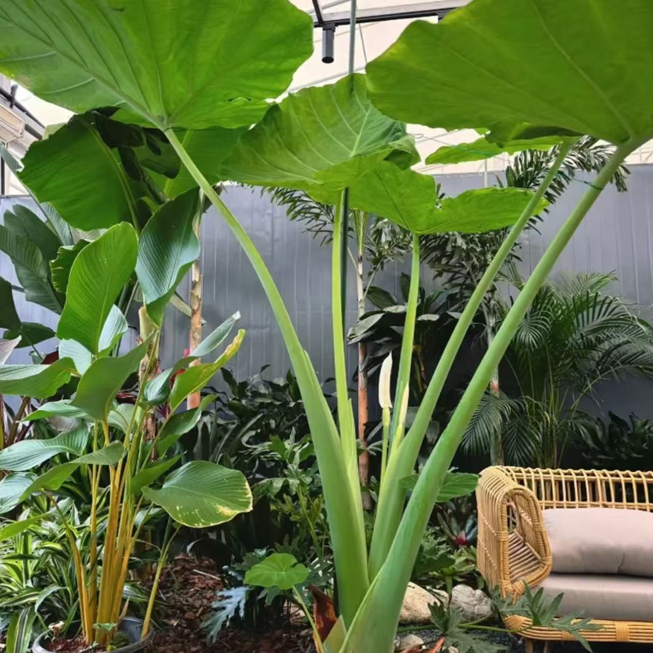 大叶滴水观音盆栽 霸王芋老桩客厅盆景室内绿植花卉水土培 吸甲醛