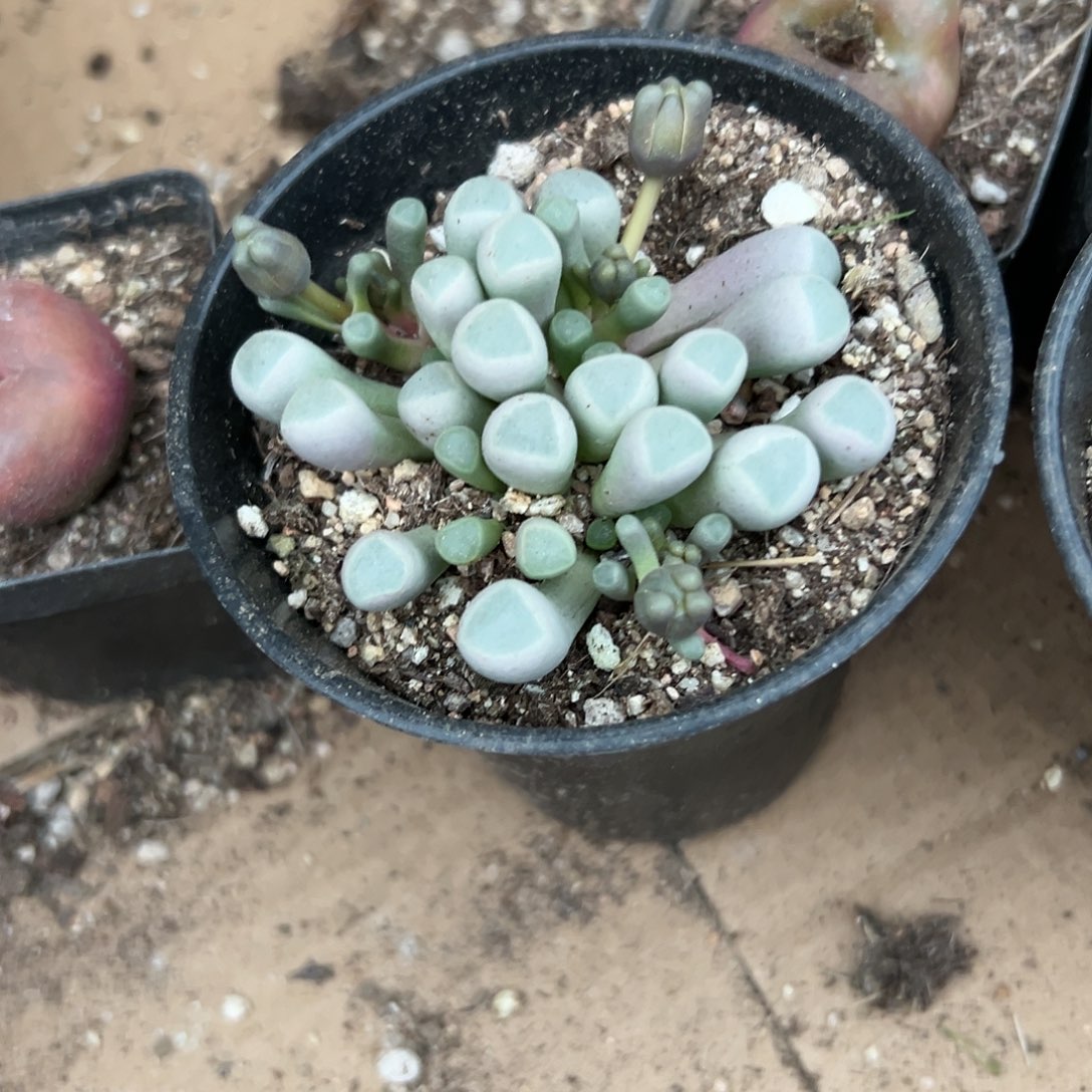 多肉植物五十灵玉