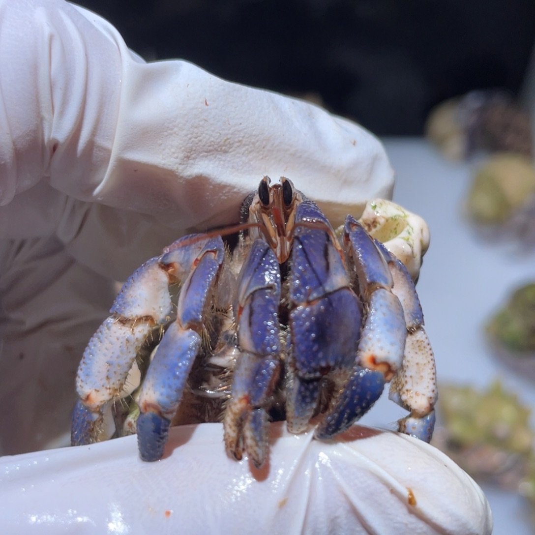 G4-2.1磨尖深蓝露露