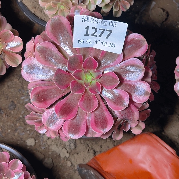1277美杜莎多肉植物