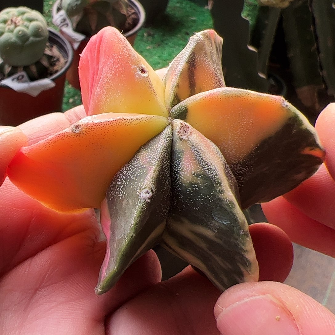 自根银纱鸾锦仙人球359