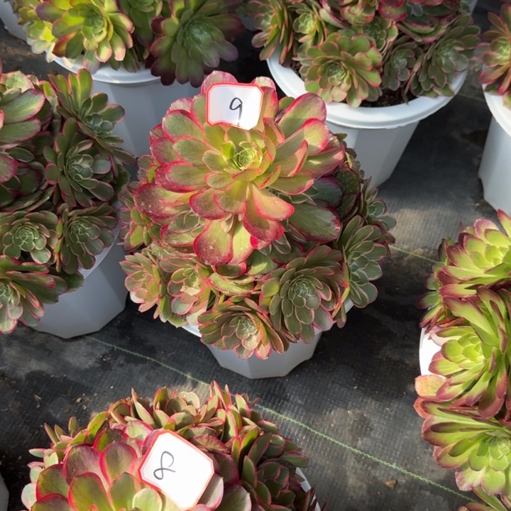 花好月又圆20251309粉花妖