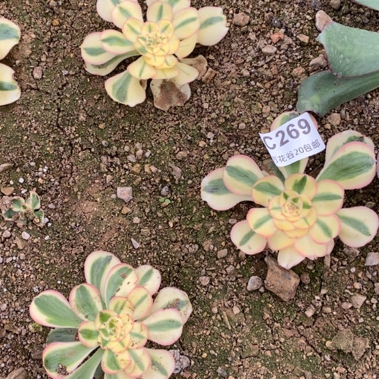 269王妃三棵多肉植物