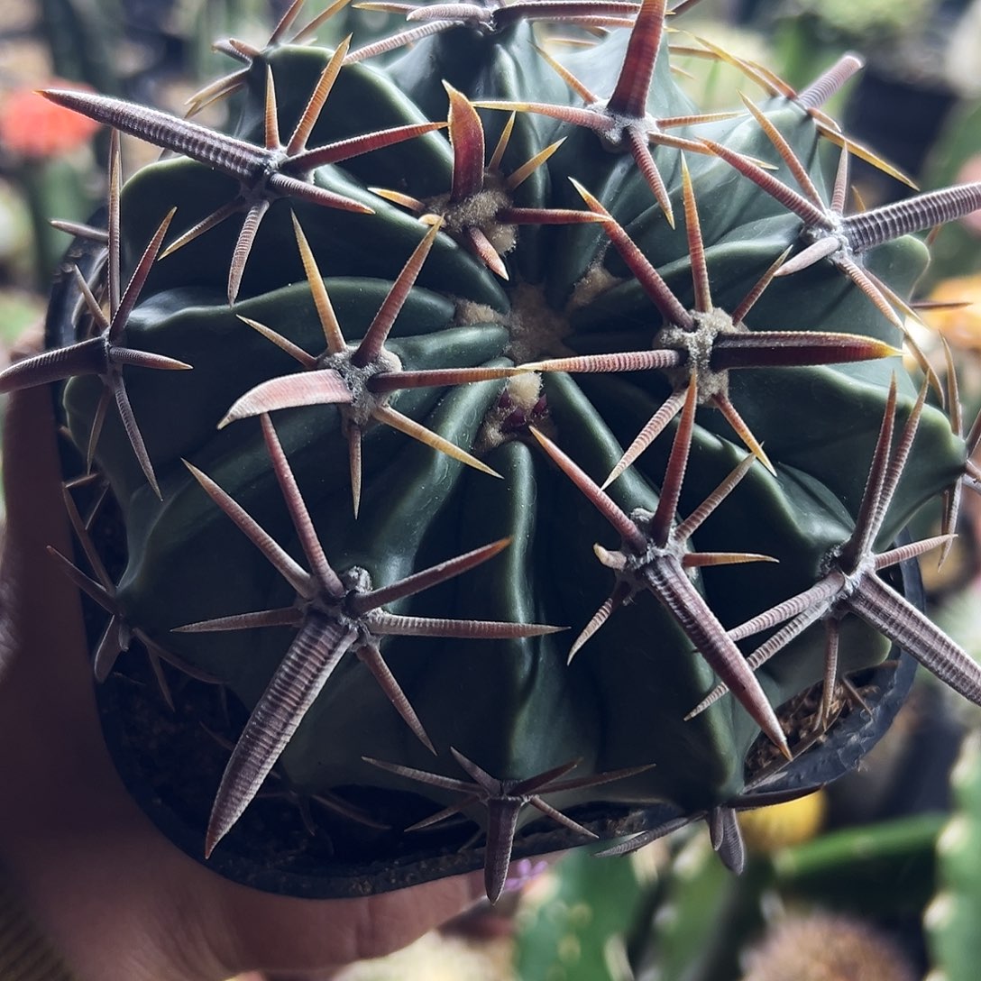 林波实生仙人球222222