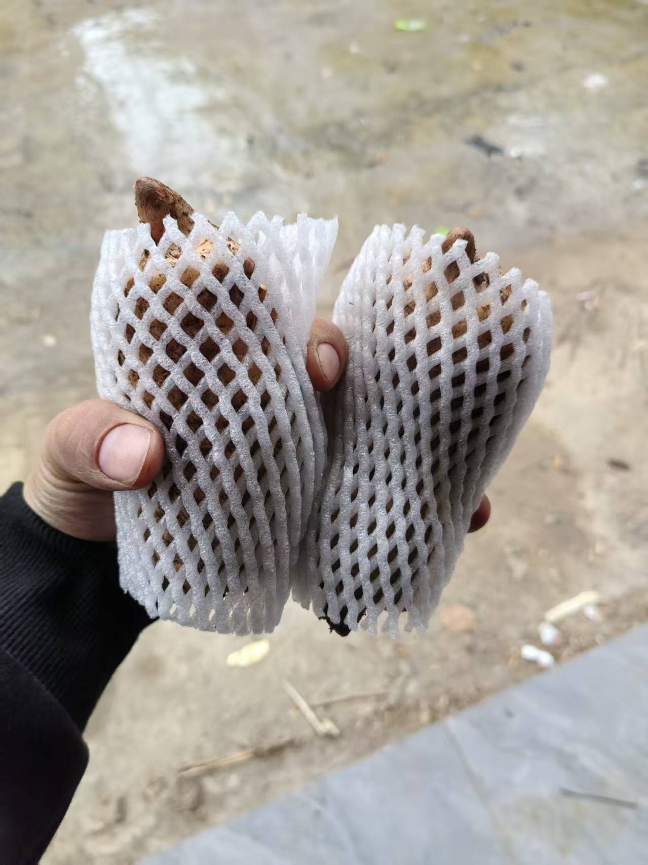 天麻一斤【关注更容易中奖】