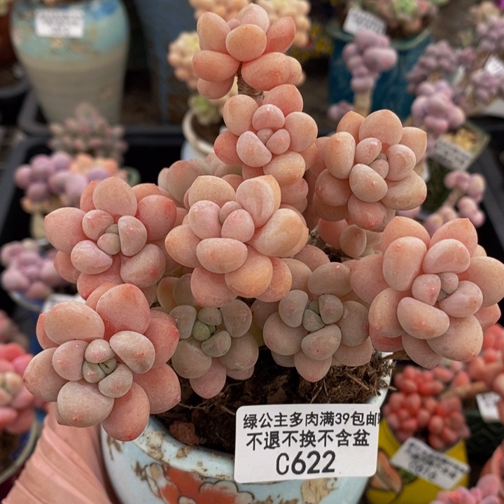 鱼子酱老桩9cm622多肉植物