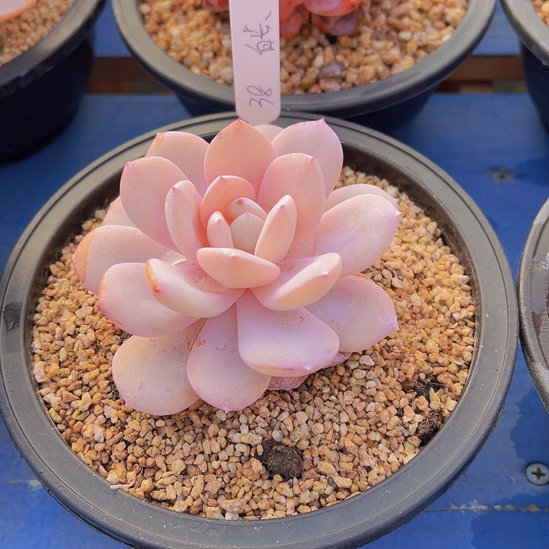 ?****奶茶，多肉植物，