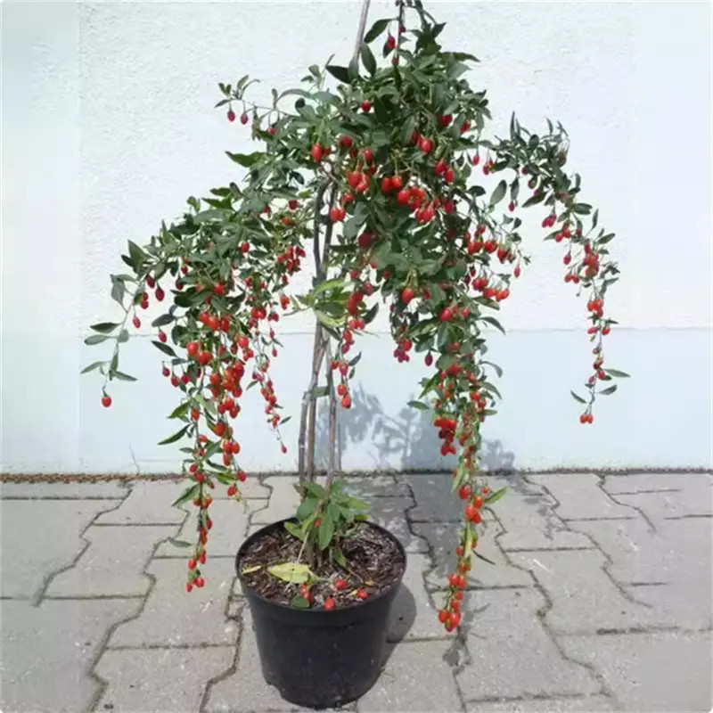 枸杞苗红枸杞树苗宁夏宁杞7号大果枸杞树当年结果红枸杞盆栽地栽