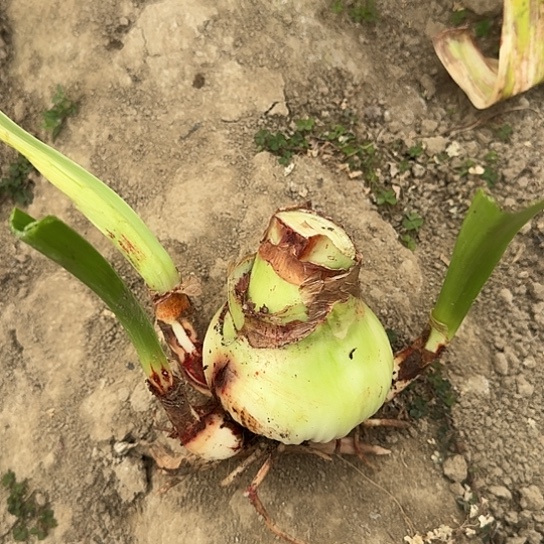 ?****西瓜酒8+带3侧 开花包对版