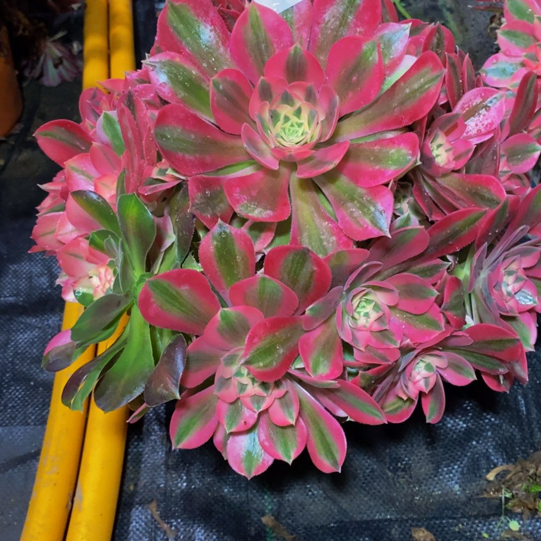 436粉女巫法师多肉