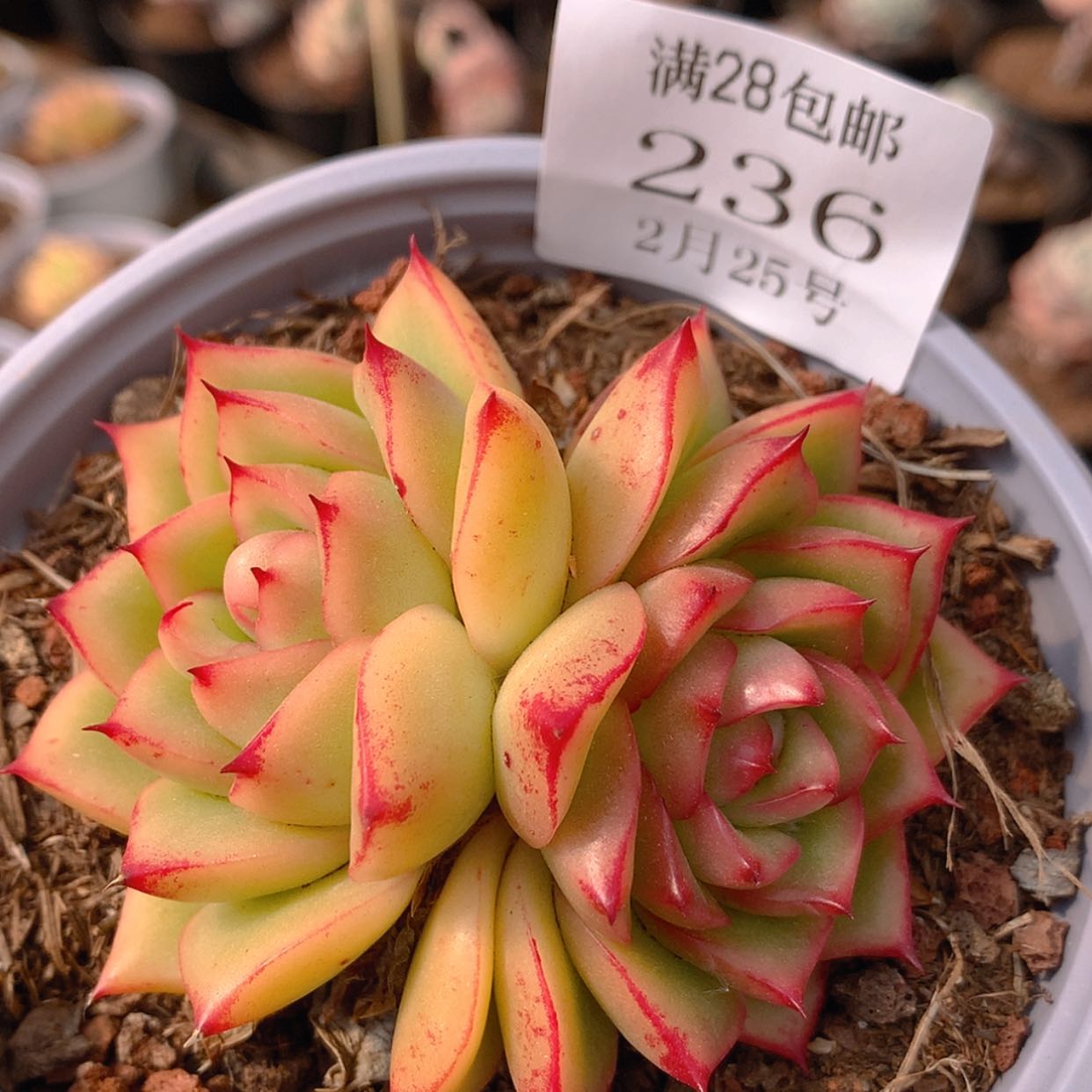 【闪购商品】云236