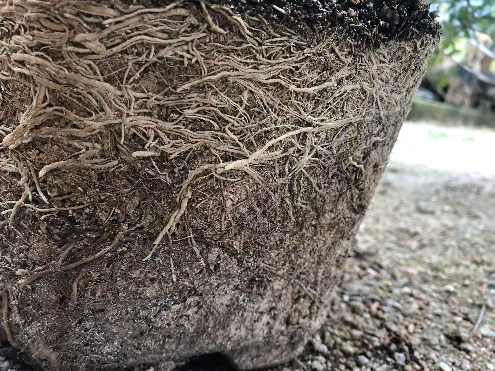 福建漳州海岛春花栀子花石枫种桩生桩熟桩换盆用天然风化土颗粒土