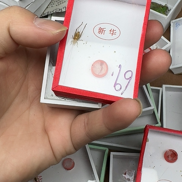 *****蟋蟀11111111111111