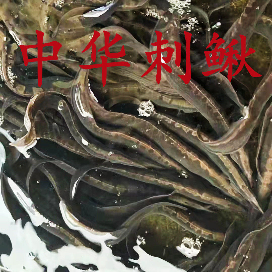 大刺鳅刀鳅腊锥猪麻锯活体原生观赏鱼广温淡水鱼凶猛肉食鱼