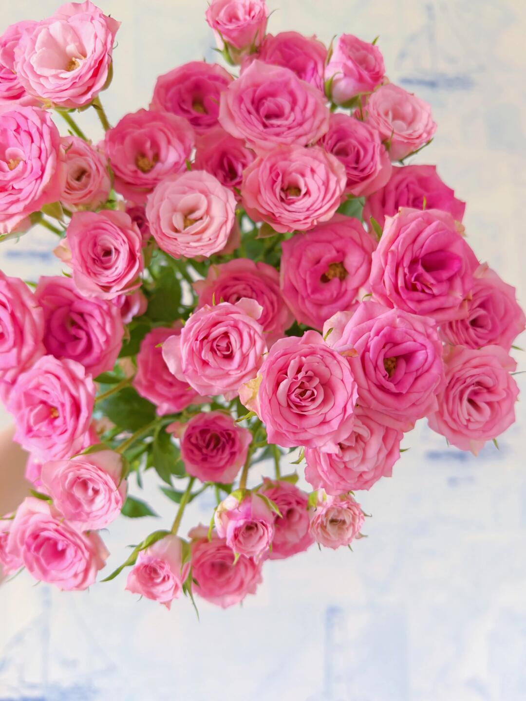 【向云端鲜花】百囍缠枝-多头玫瑰