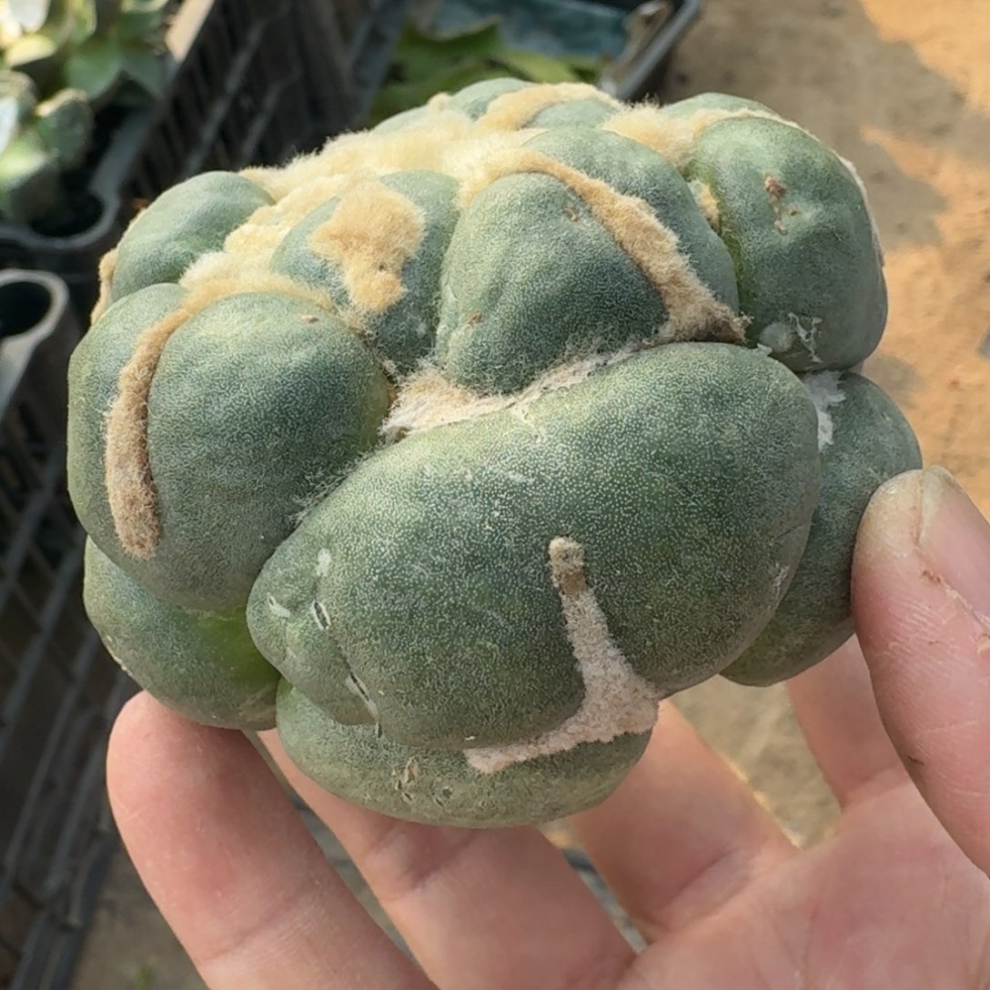 【闪购商品】达摩蛋尤晾好发货