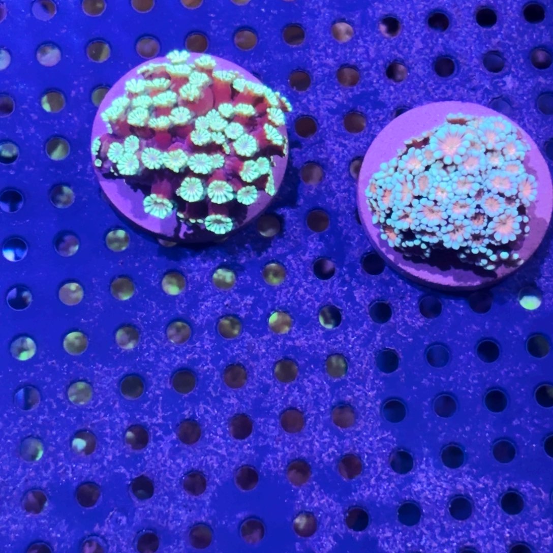 纽扣珊瑚精品茉莉珊瑚