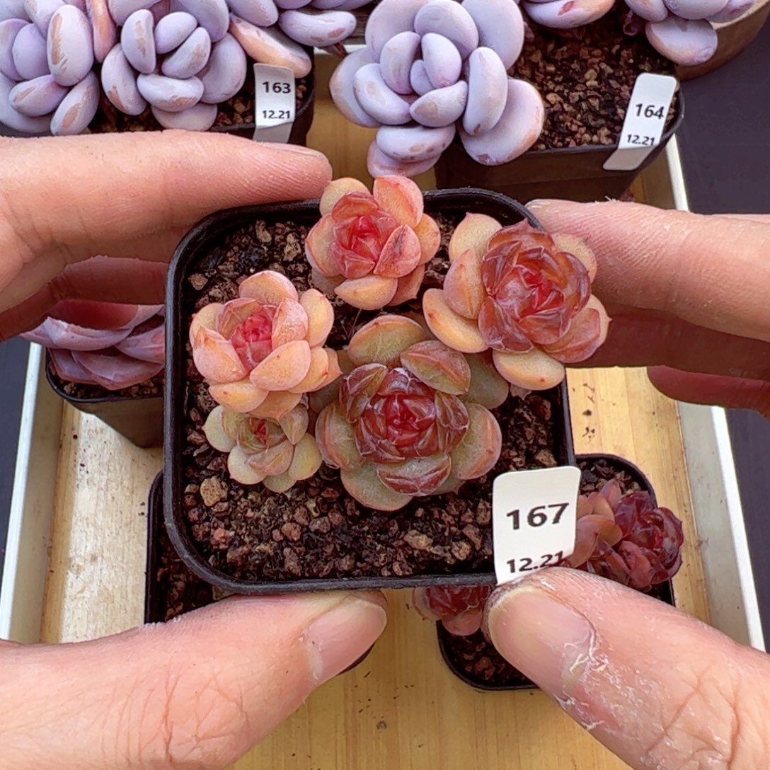 好好看167、哈哈哈哈