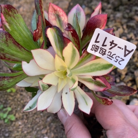 411嫁接魅影七彩满25包邮多肉