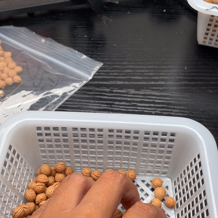 【闪购商品】核桃手串/手链*️*散子批发，不退不换1000米