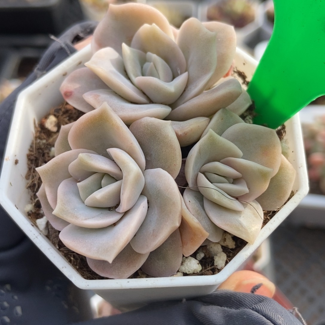 738可爱玫瑰多肉植物保护