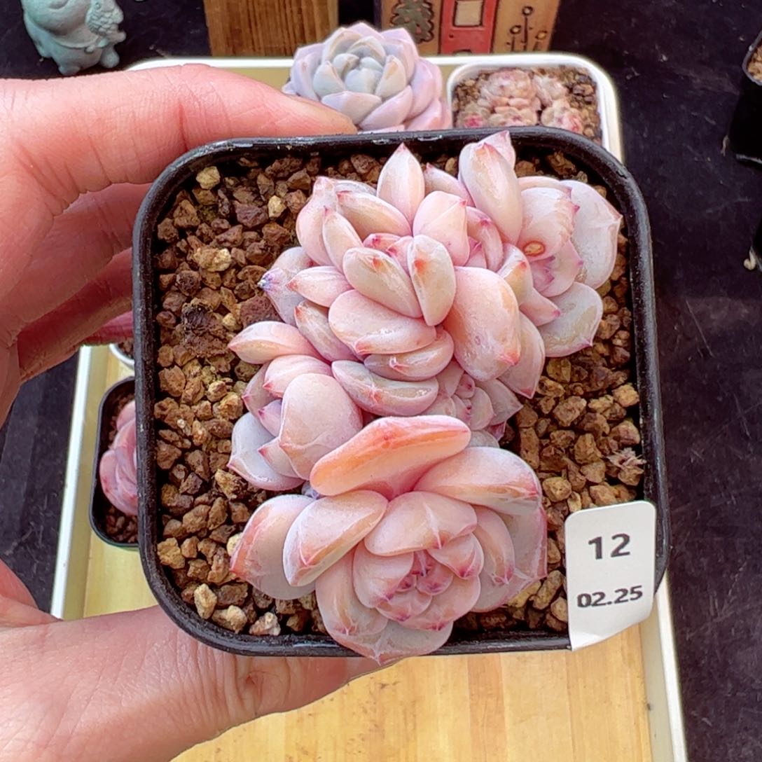 星影缀12、哈哈哈哈