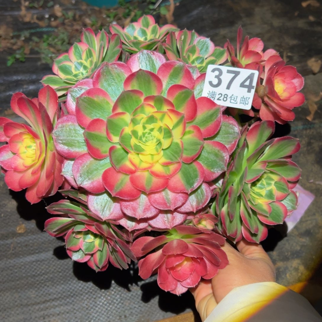 多肉植物374海仙的