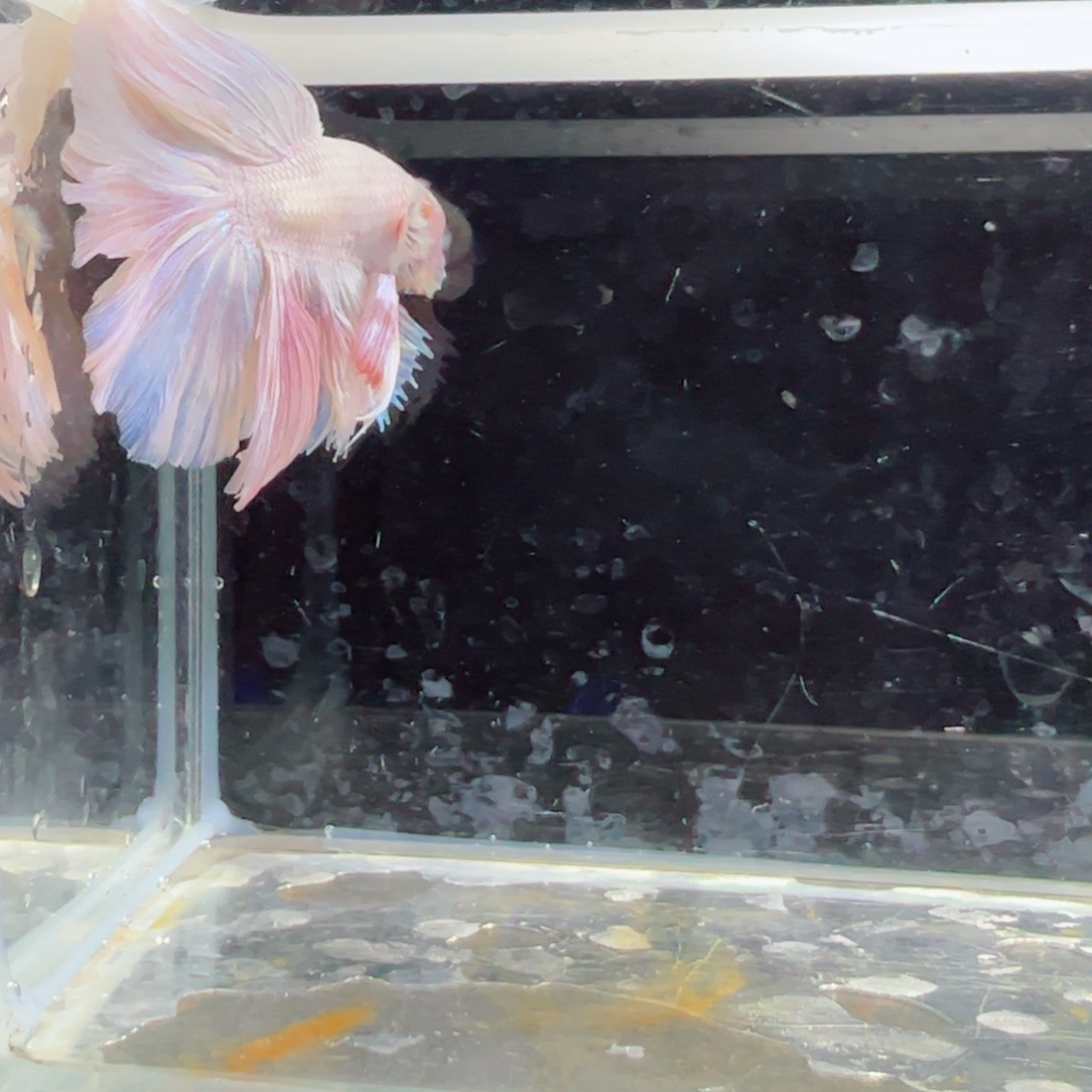 斗鱼浅色特殊尾hhhh