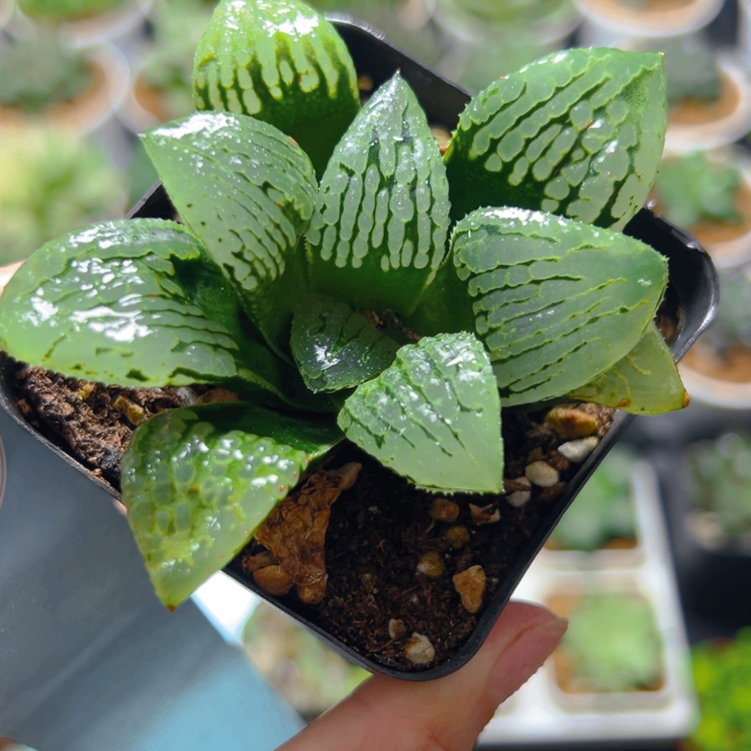 3843多肉植物一颗w