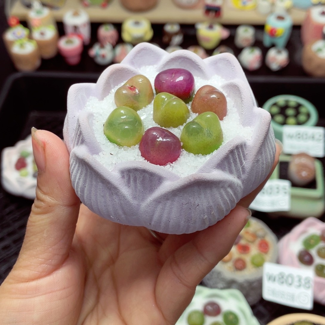 N**aw8044 带盆土发货-零下地区拍保温箱