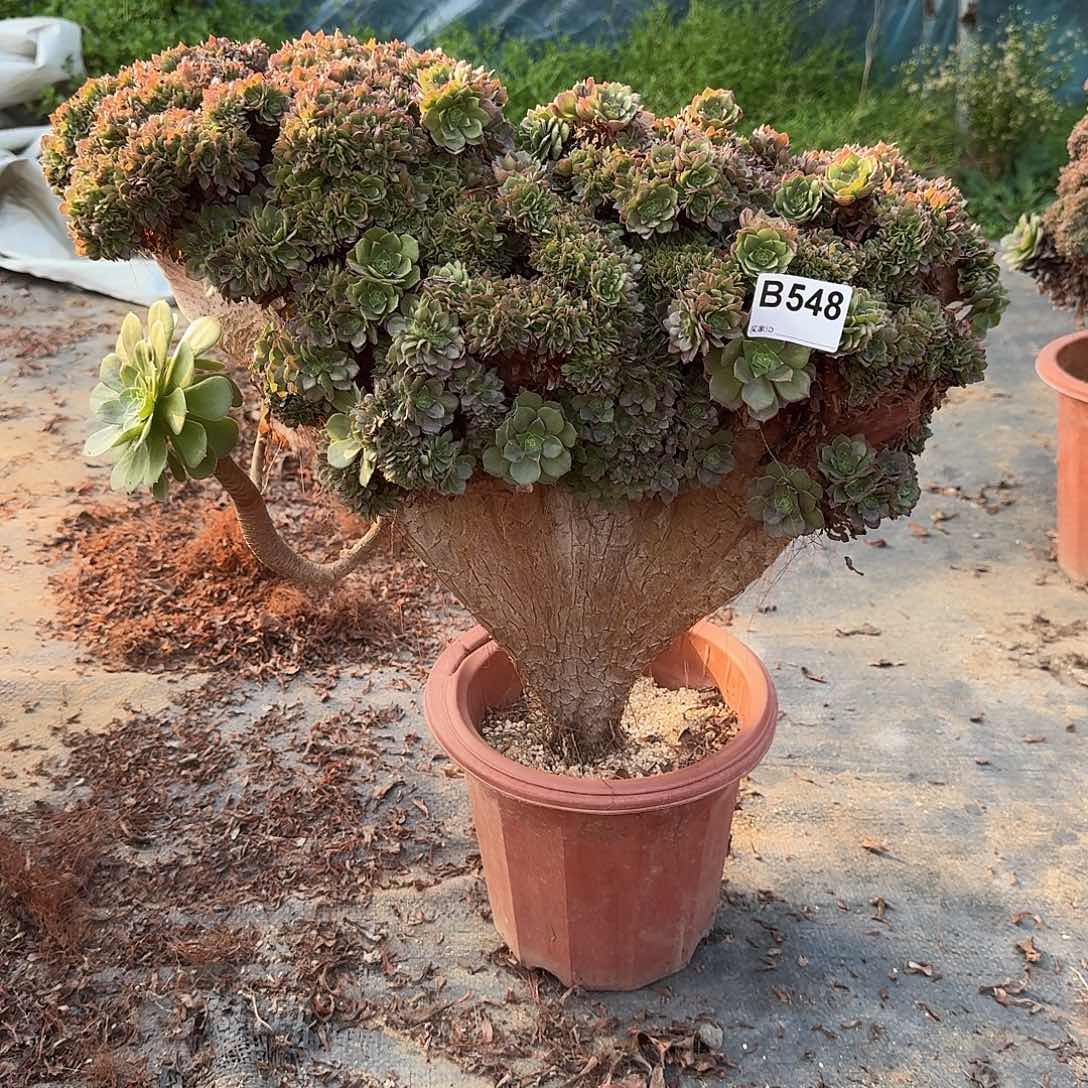 548万缀一颗微瑕呀