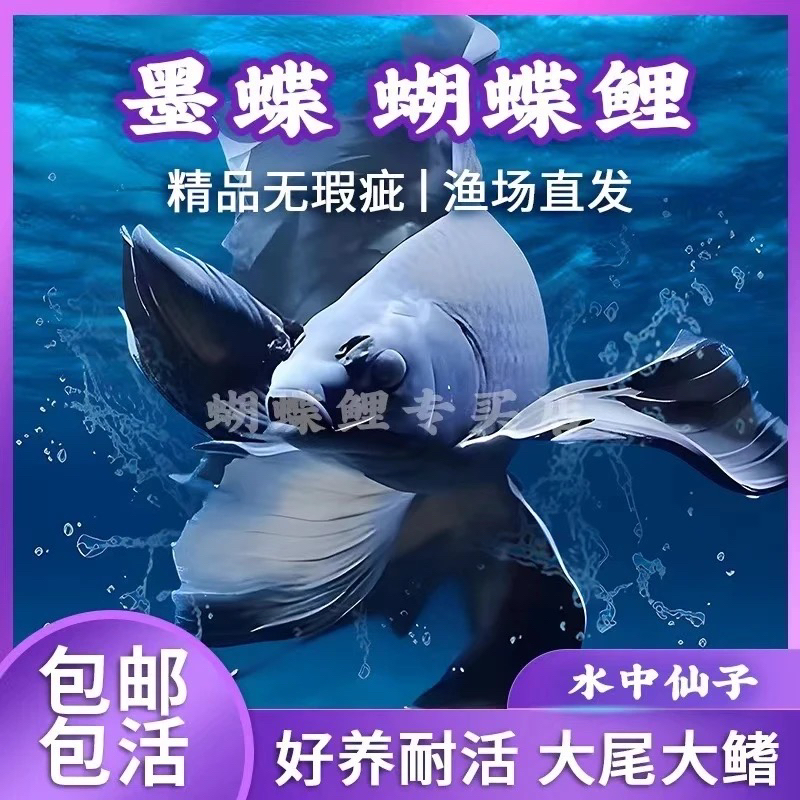 正宗台系五代墨蝶蝴蝶鲤好养耐活可混养发鳍发尾16-20厘米