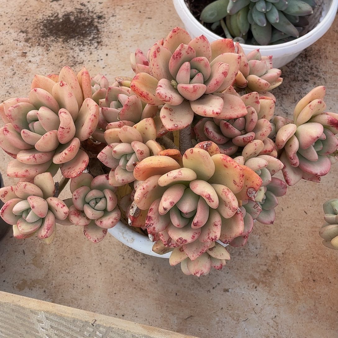 奶油鳄梨多肉多肉多肉