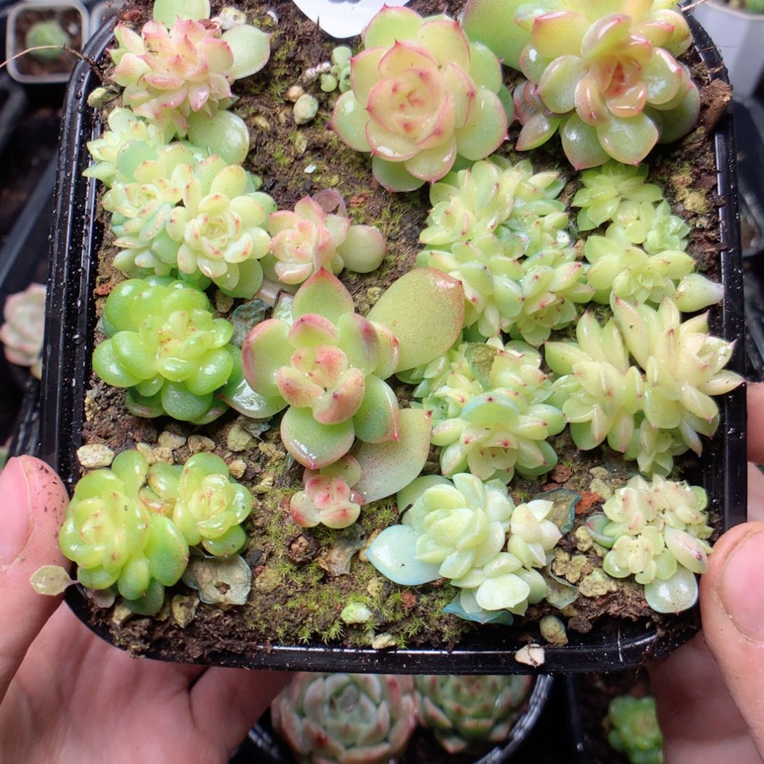 无花朵Q69yyyyyyyyy