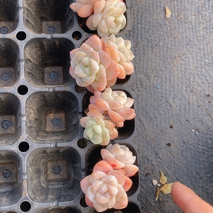 276 多肉植物盆栽花卉盆栽